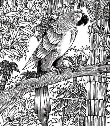 Parrot’s Perch